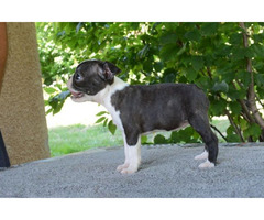 Boston Terrier  | free-classifieds-canada.com - 1