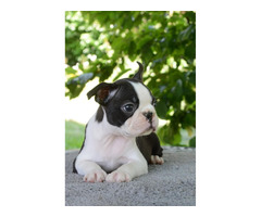 Boston Terrier  | free-classifieds-canada.com - 2