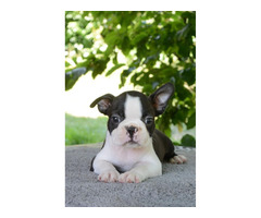 Boston Terrier  | free-classifieds-canada.com - 4