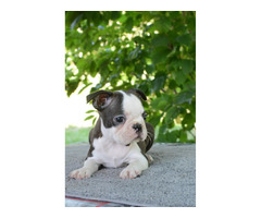 Boston Terrier  | free-classifieds-canada.com - 6