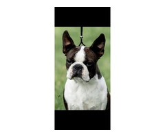 Boston Terrier  | free-classifieds-canada.com - 7