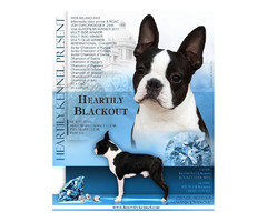 Boston Terrier  | free-classifieds-canada.com - 8