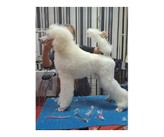 Large royal poodle puppy  | free-classifieds-canada.com - 3