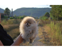 Pomeranian puppies  | free-classifieds-canada.com - 1
