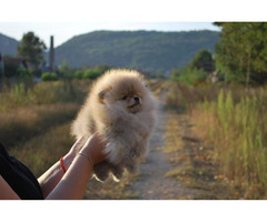 Pomeranian puppies  | free-classifieds-canada.com - 2