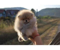 Pomeranian puppies  | free-classifieds-canada.com - 3