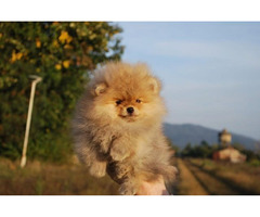 Pomeranian puppies  | free-classifieds-canada.com - 4