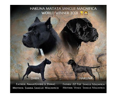 Cane Corso puppies  | free-classifieds-canada.com - 1