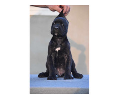 Cane Corso puppies  | free-classifieds-canada.com - 2