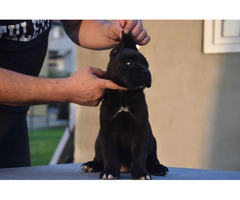 Cane Corso puppies  | free-classifieds-canada.com - 3