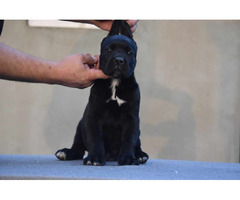 Cane Corso puppies  | free-classifieds-canada.com - 4