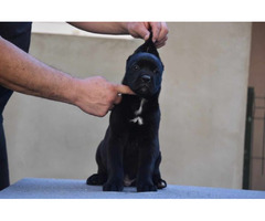 Cane Corso puppies  | free-classifieds-canada.com - 5