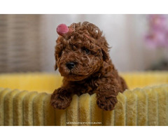Red dwarf and toy poodles   | free-classifieds-canada.com - 1