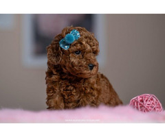 Red dwarf and toy poodles   | free-classifieds-canada.com - 2