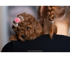 Red dwarf and toy poodles   | free-classifieds-canada.com - 3