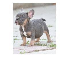FRENCH BULLDOG - exotic colors  | free-classifieds-canada.com - 1