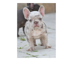 FRENCH BULLDOG - exotic colors  | free-classifieds-canada.com - 2