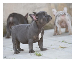 FRENCH BULLDOG - exotic colors  | free-classifieds-canada.com - 3