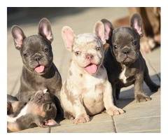FRENCH BULLDOG - exotic colors  | free-classifieds-canada.com - 4