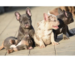 FRENCH BULLDOG - exotic colors  | free-classifieds-canada.com - 5