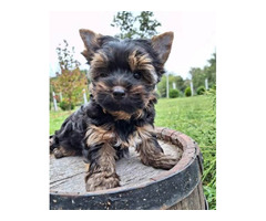 Yorkshire terrier puppies | free-classifieds-canada.com - 1