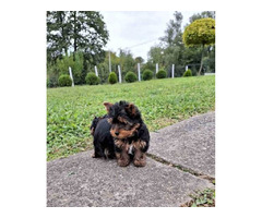 Yorkshire terrier puppies | free-classifieds-canada.com - 2