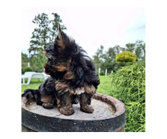 Yorkshire terrier puppies | free-classifieds-canada.com - 3