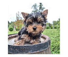 Yorkshire terrier puppies | free-classifieds-canada.com - 4