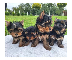 Yorkshire terrier puppies | free-classifieds-canada.com - 5