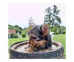 Yorkshire terrier puppies | free-classifieds-canada.com - 6