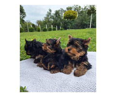 Yorkshire terrier puppies | free-classifieds-canada.com - 7