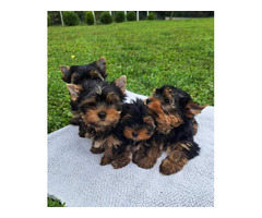 Yorkshire terrier puppies | free-classifieds-canada.com - 8