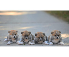 Akita Inu puppies  | free-classifieds-canada.com - 1