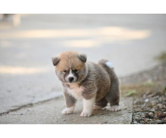 Akita Inu puppies  | free-classifieds-canada.com - 2
