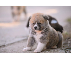Akita Inu puppies  | free-classifieds-canada.com - 3