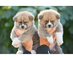 Akita Inu puppies  | free-classifieds-canada.com - 4