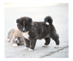 Akita Inu puppies  | free-classifieds-canada.com - 6