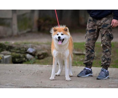 Akita Inu puppies  | free-classifieds-canada.com - 7