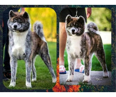 Akita Inu puppies  | free-classifieds-canada.com - 8