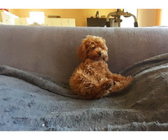Toy poodle   | free-classifieds-canada.com - 4