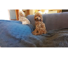 Toy poodle   | free-classifieds-canada.com - 6