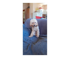 Toy poodle   | free-classifieds-canada.com - 7