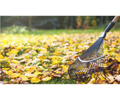 Fall Leaf Clean Up | free-classifieds-canada.com - 1