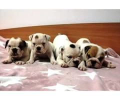 English bulldog, puppies | free-classifieds-canada.com - 1