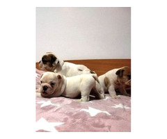 English bulldog, puppies | free-classifieds-canada.com - 2
