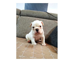 English bulldog, puppies | free-classifieds-canada.com - 3