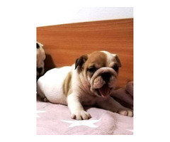 English bulldog, puppies | free-classifieds-canada.com - 6