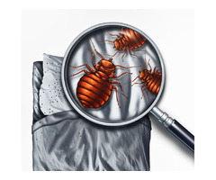 Orented Pest Control | free-classifieds-canada.com - 1