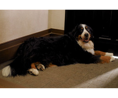Bernese Mountain Dog | free-classifieds-canada.com - 2