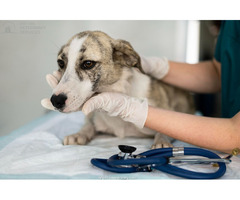 Eastside Veterinary Services | free-classifieds-canada.com - 1